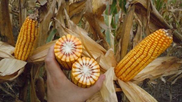 Se realizará una jornada sobre el desarrollo de los agronegocios en América del Sur