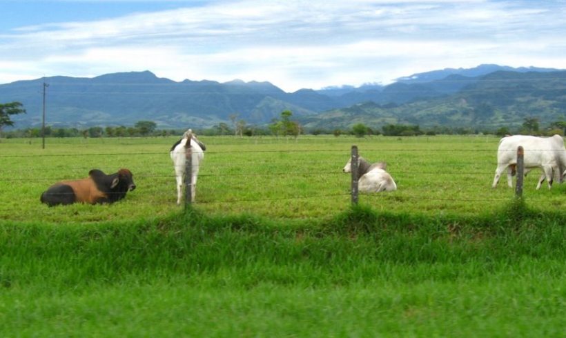 Desarrollo de proyecto de agronegocios en la altillanura colombiana